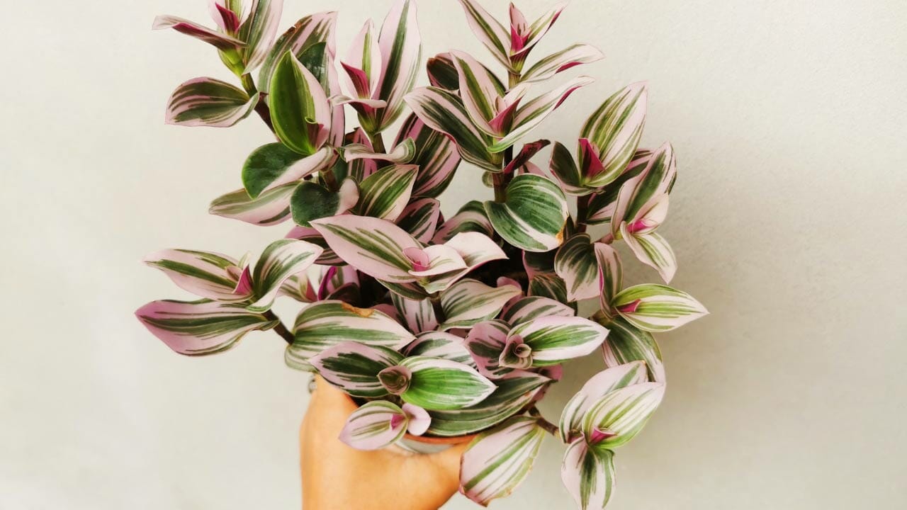 Tradescantia Nanouk plant