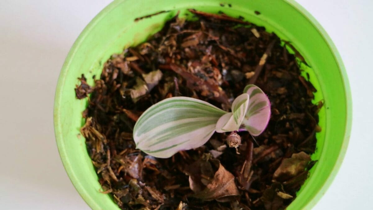Tradescantia Nanouk propagation 