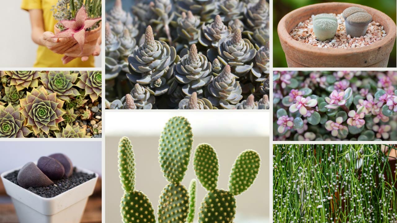 different types of succulents