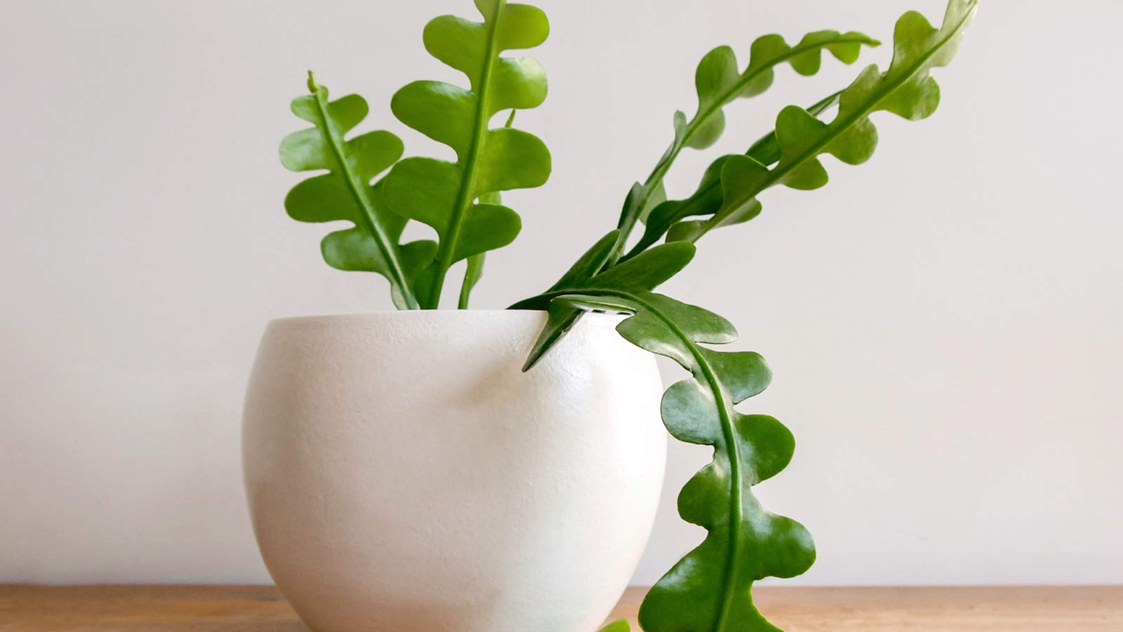 fishbone cactus plant