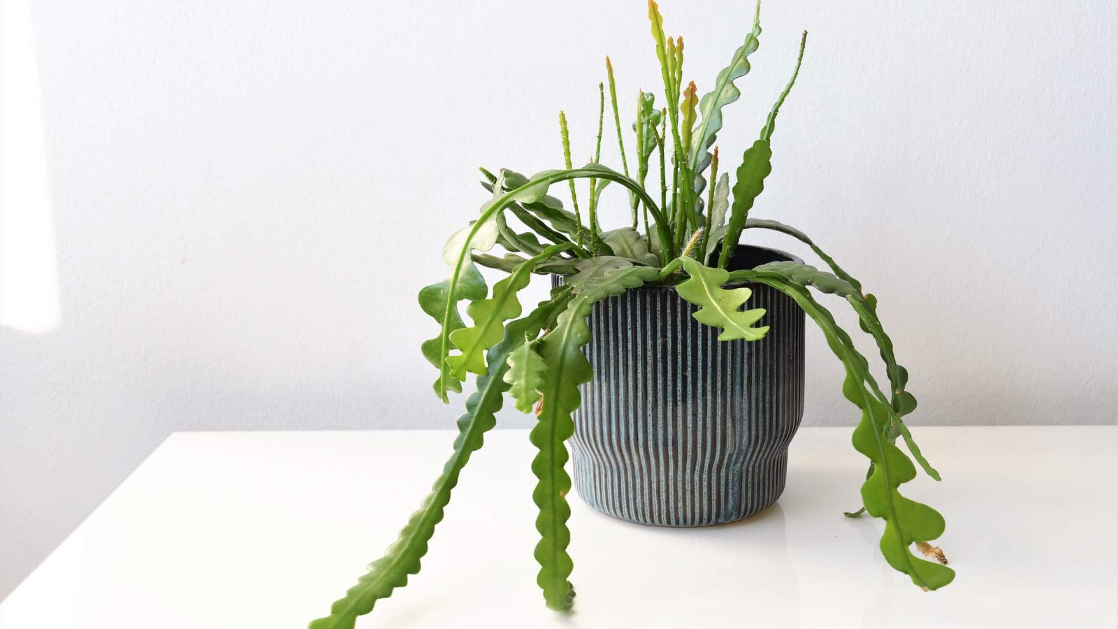 ric rac cactus plant