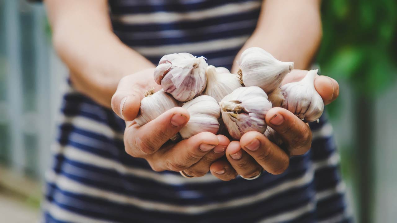 garlic