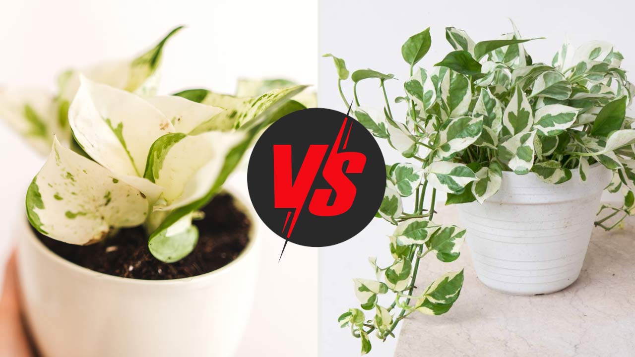 manjula pothos vs n'joy plants