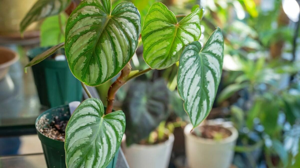 philodendron mamei silver cloud 
