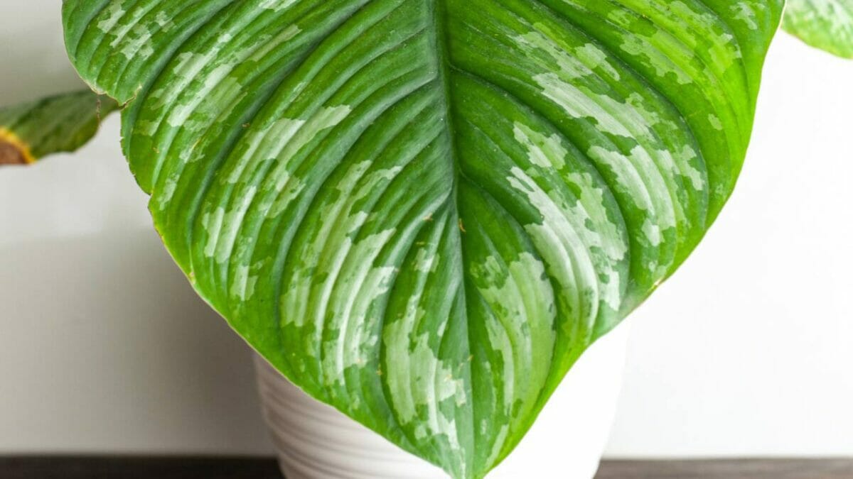 Philodendron Mamei leaf variegation