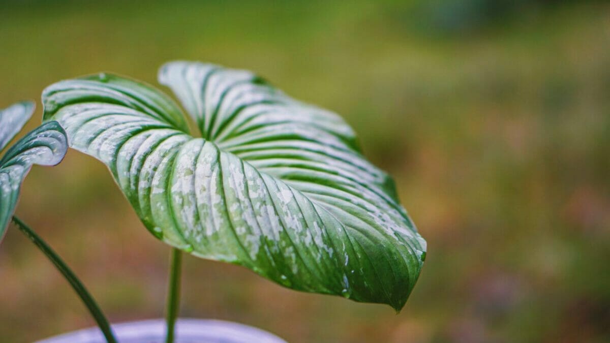 philodendron mamei closeup