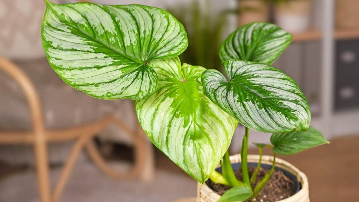 Philodendron Mamei in a wicker pot
