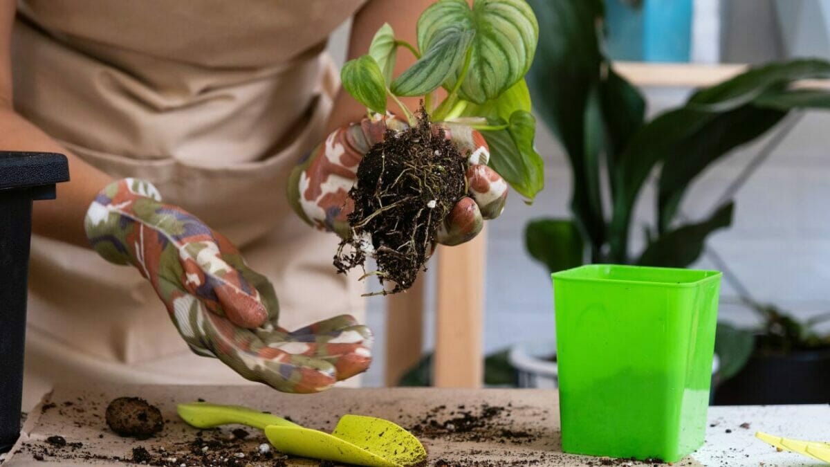 philodendron mamei soil and roots