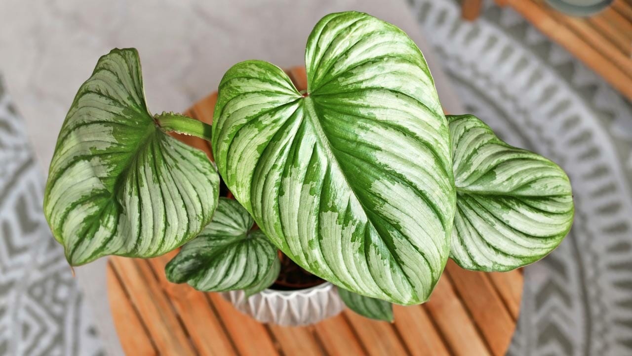 philodendron mamei plant