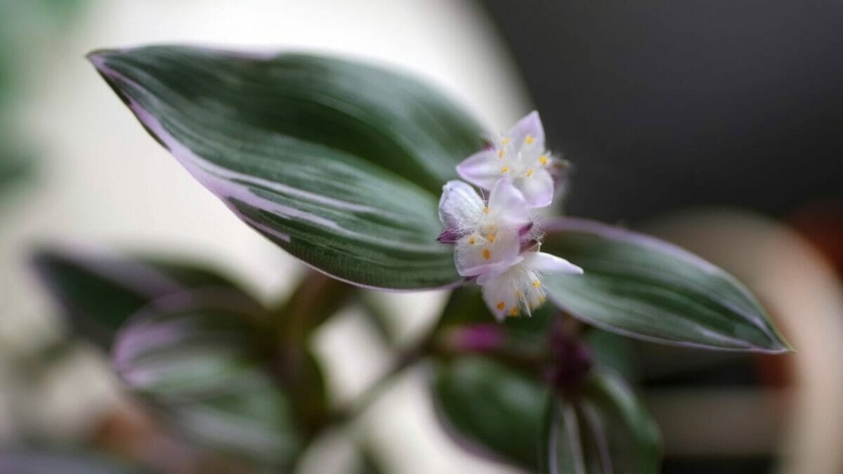 pink Tradescantia Nanouk flower bloom 