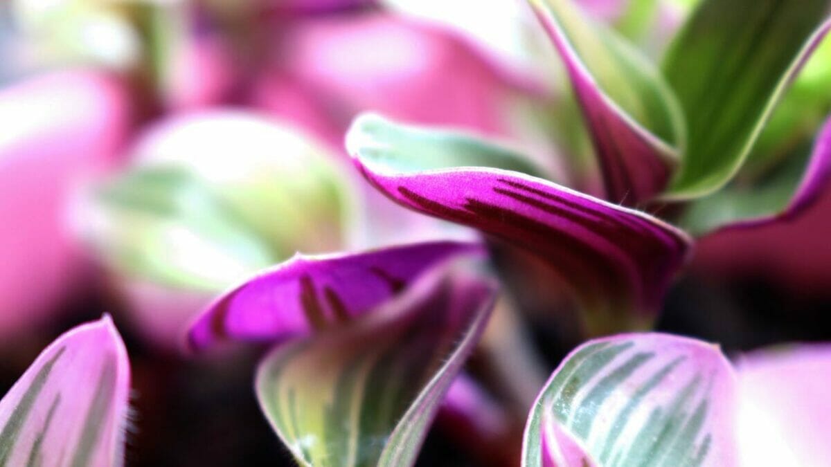 pink Tradescantia Nanouk plant