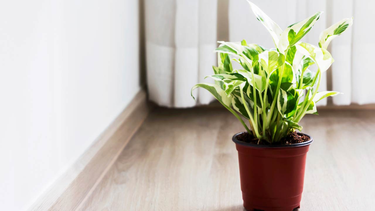 pothos in direct sun