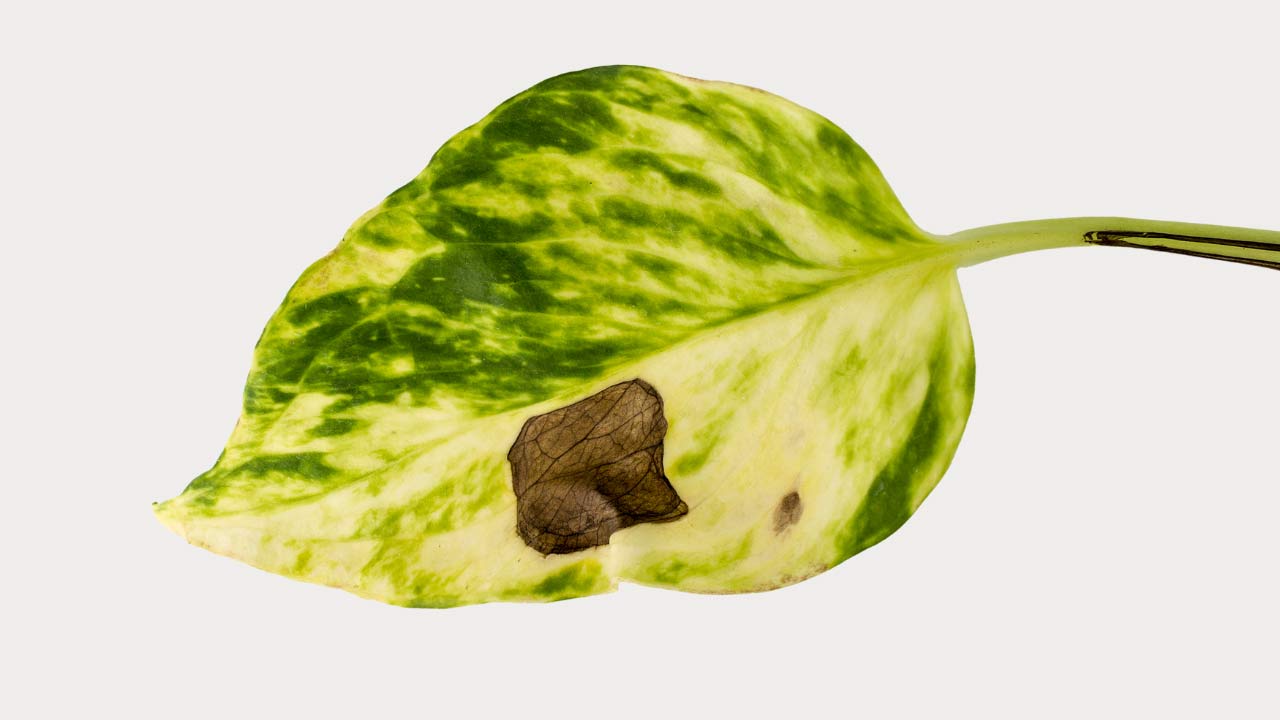 pothos fungal infection on a leaf