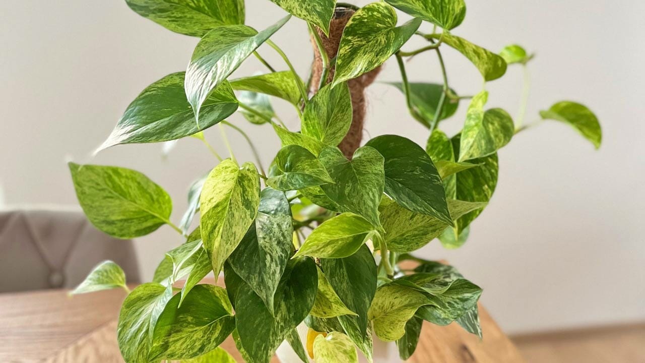pothos plant climbing a moss pole