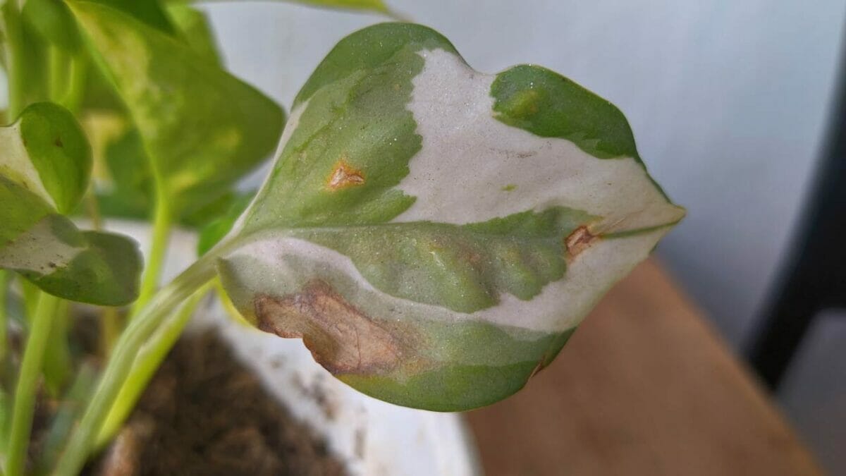 pothos with sunburn from too much direct sun