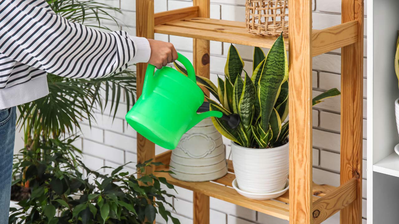 watering a snake plant