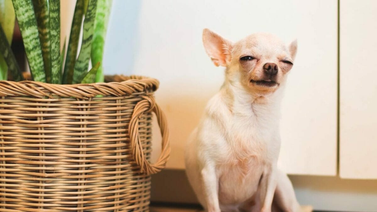 dog with toxic snake plant