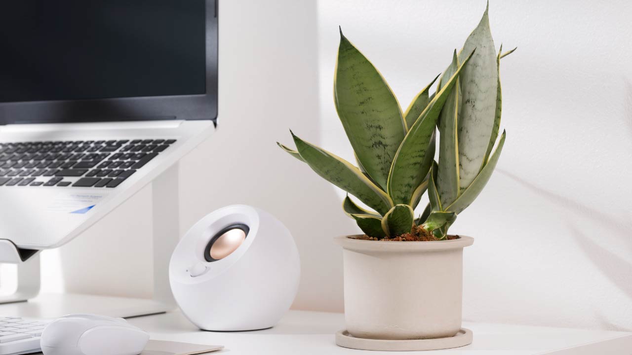 snake plant in office