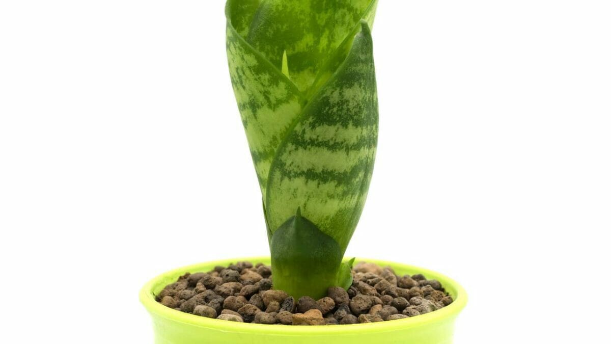 Snake Plant Fertilizer: When & How to Give Your Plant Food - snake plant soilless leca ss2002395566