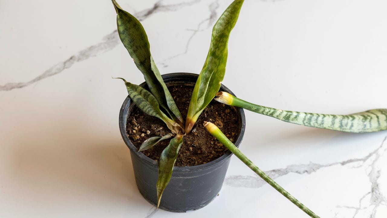 a snake plant turning yellow