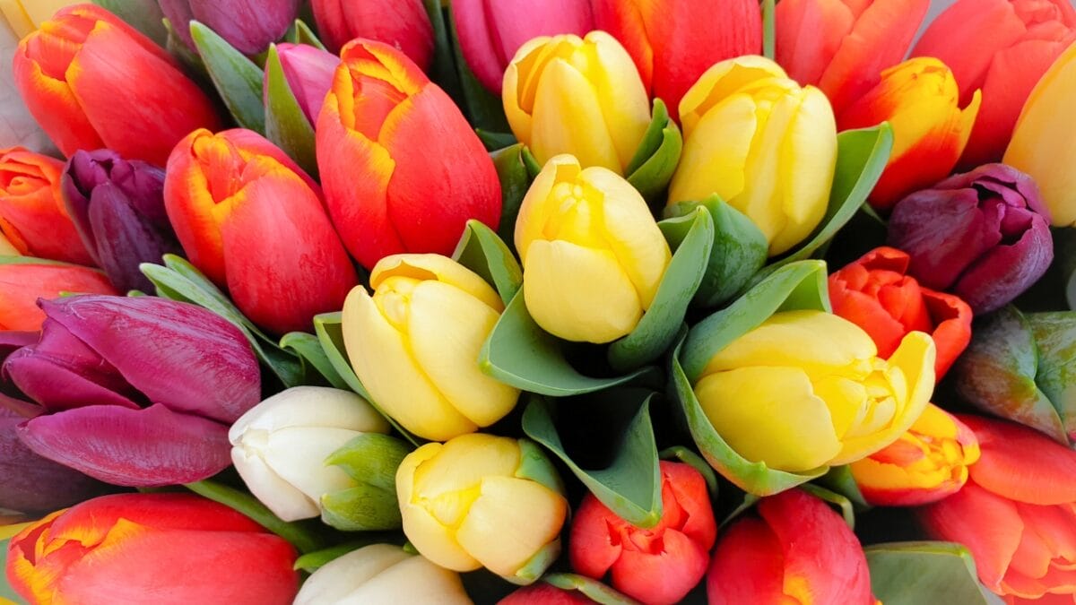 You’ve Seen These 18 Beautiful Flowers, But Here’s What They Mean - tulip ss1673844967