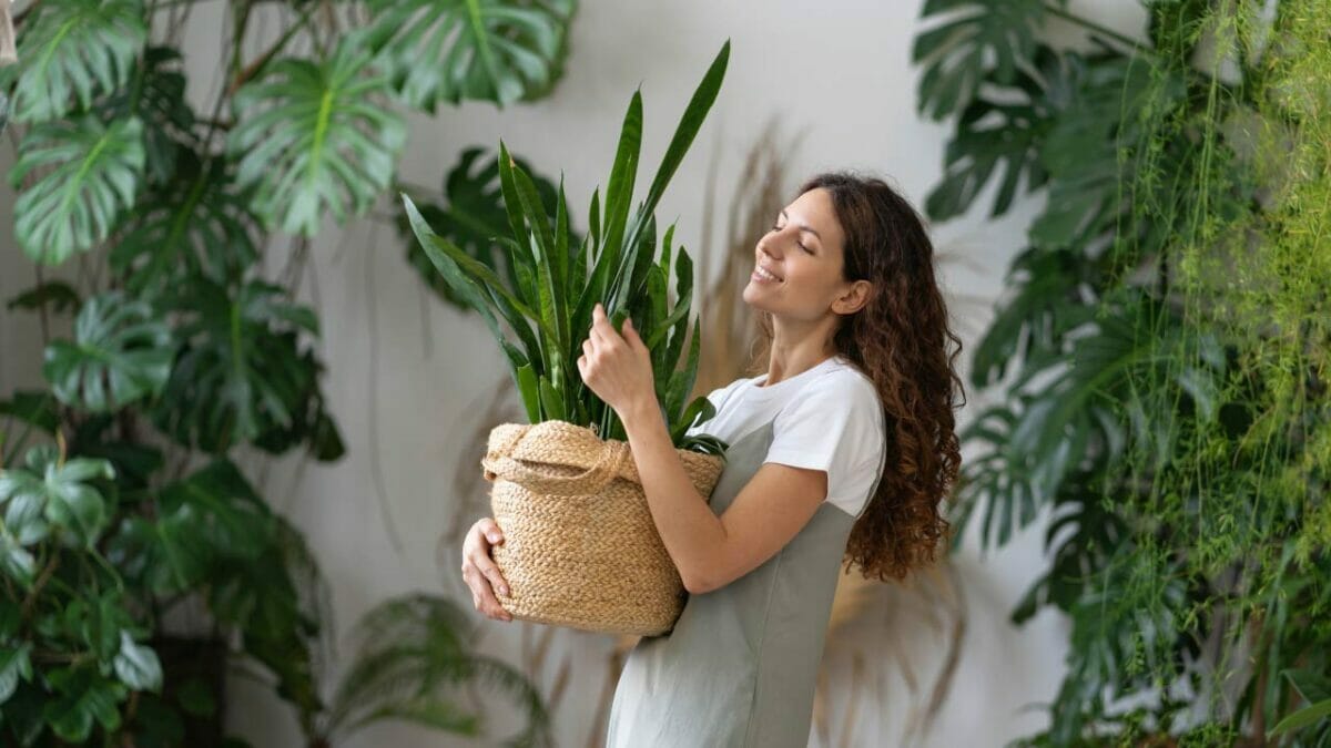 enjoying snake plant benefits