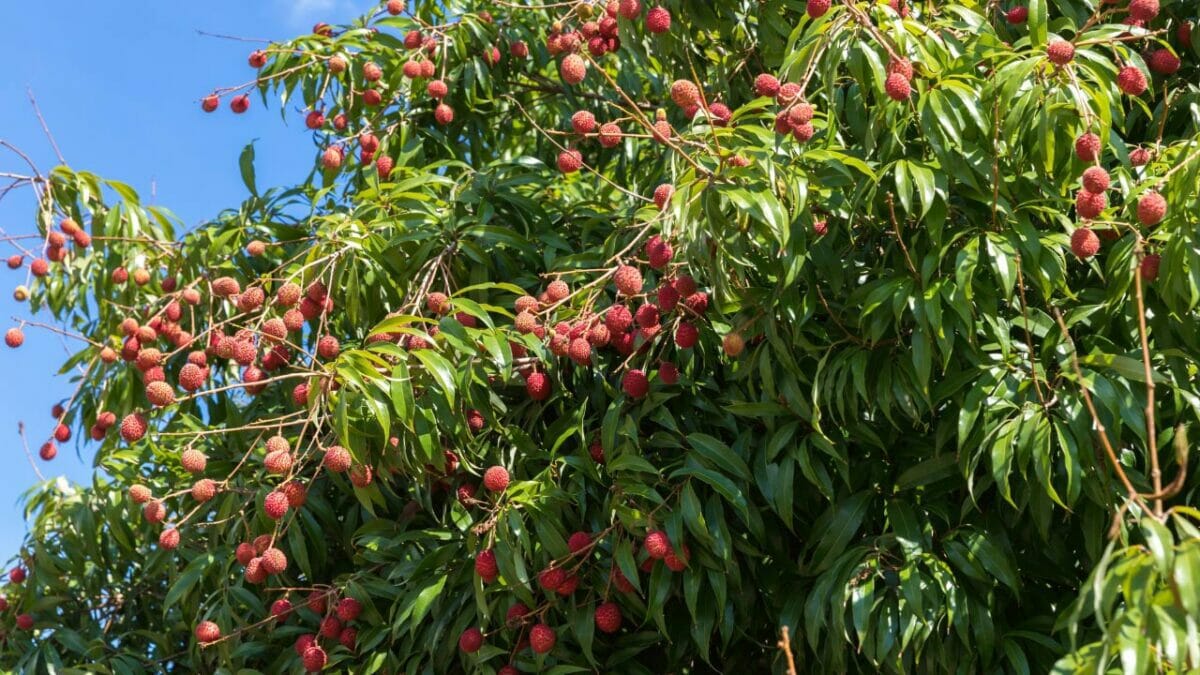 Lychee Tree fruit