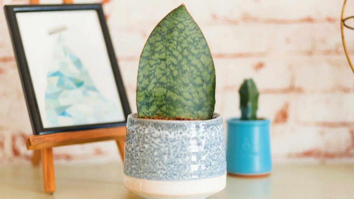 Whale Fin Sansevieria