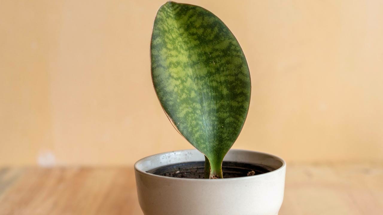 whale fin snake plant