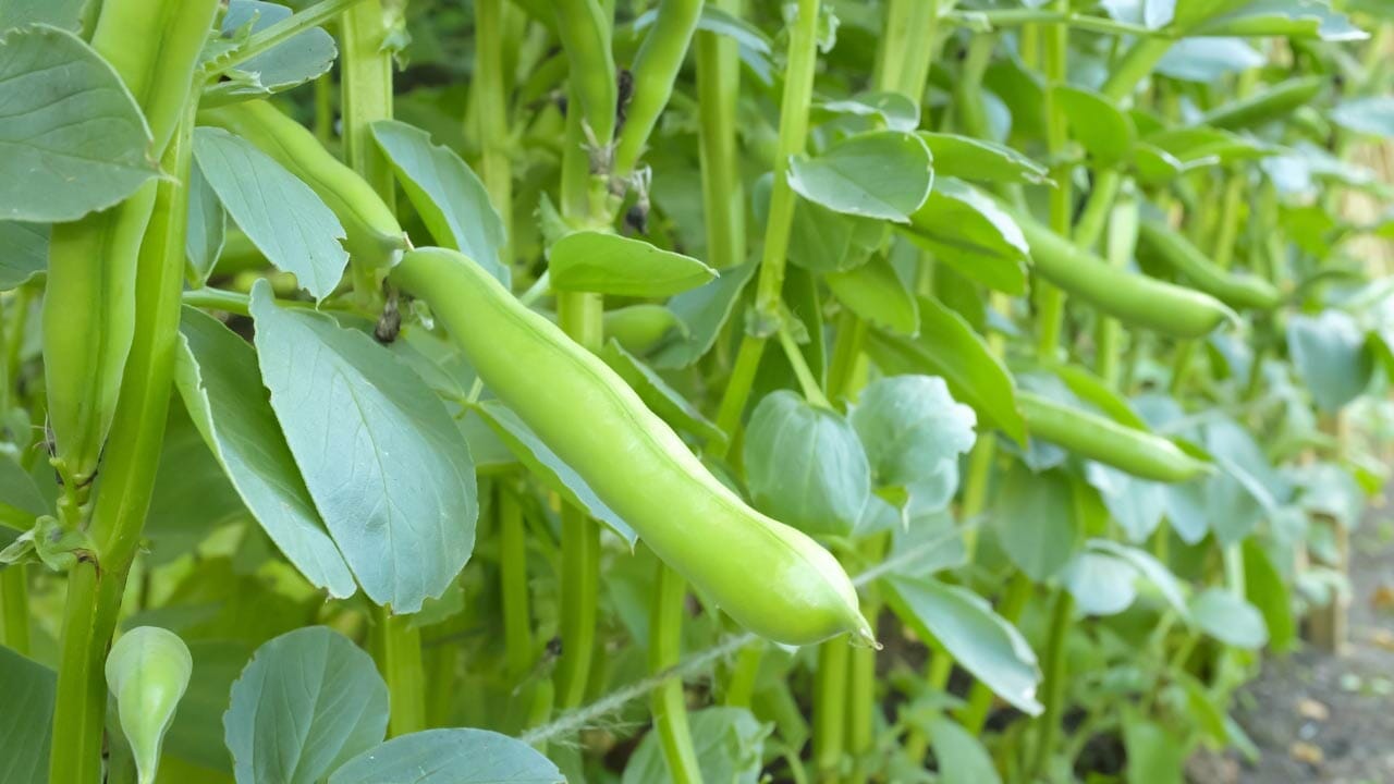 broad beans plant