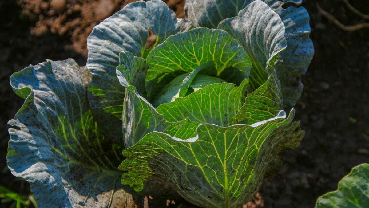 cabbage