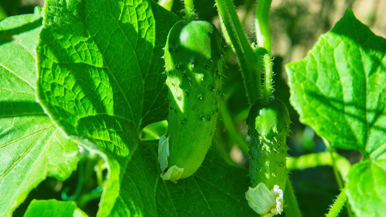 cucumber plant