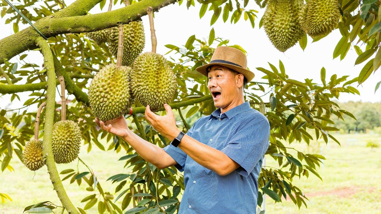 durian fruit