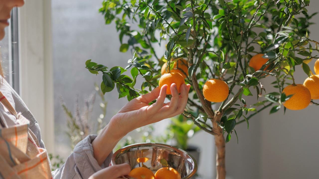 indoor fruit trees