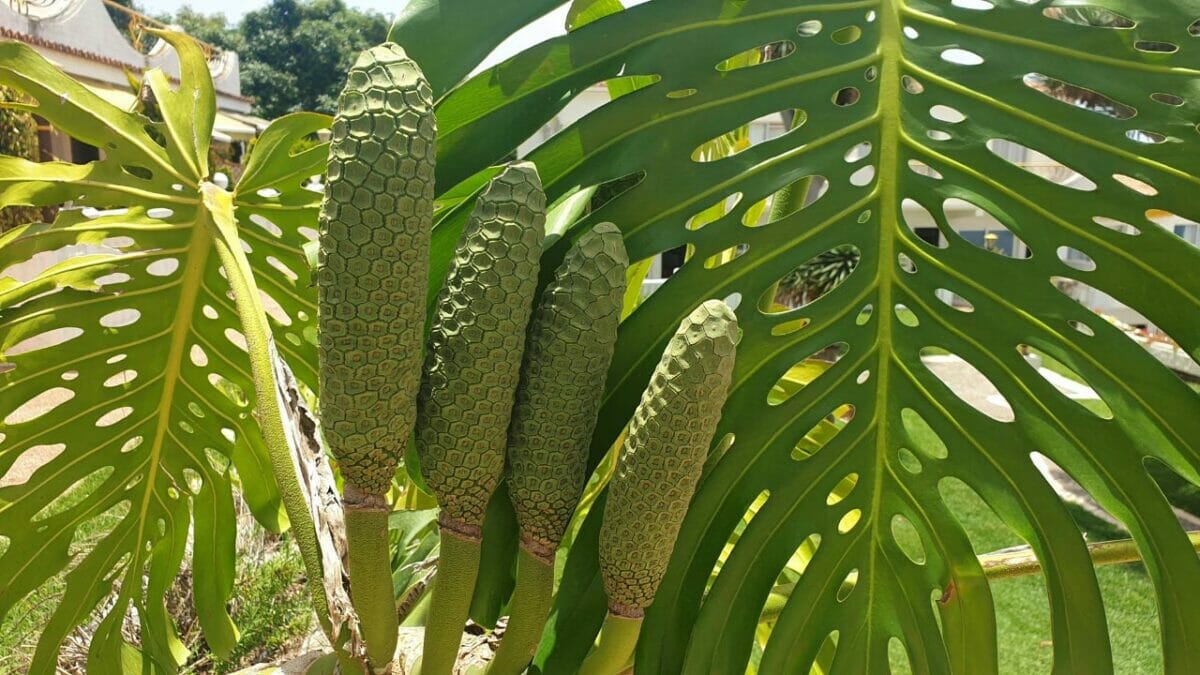 monstera deliciosa fruit