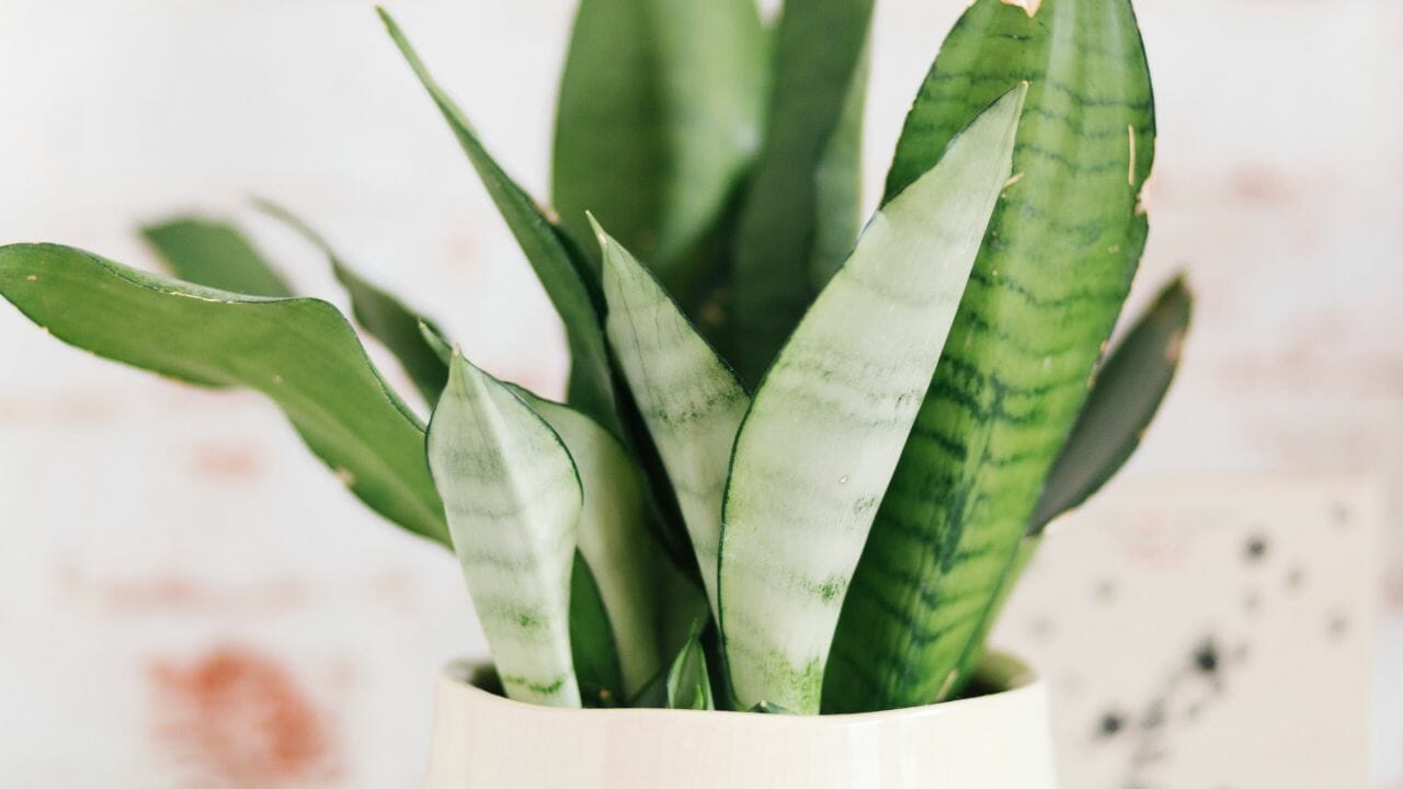moonshine snake plant in white pot