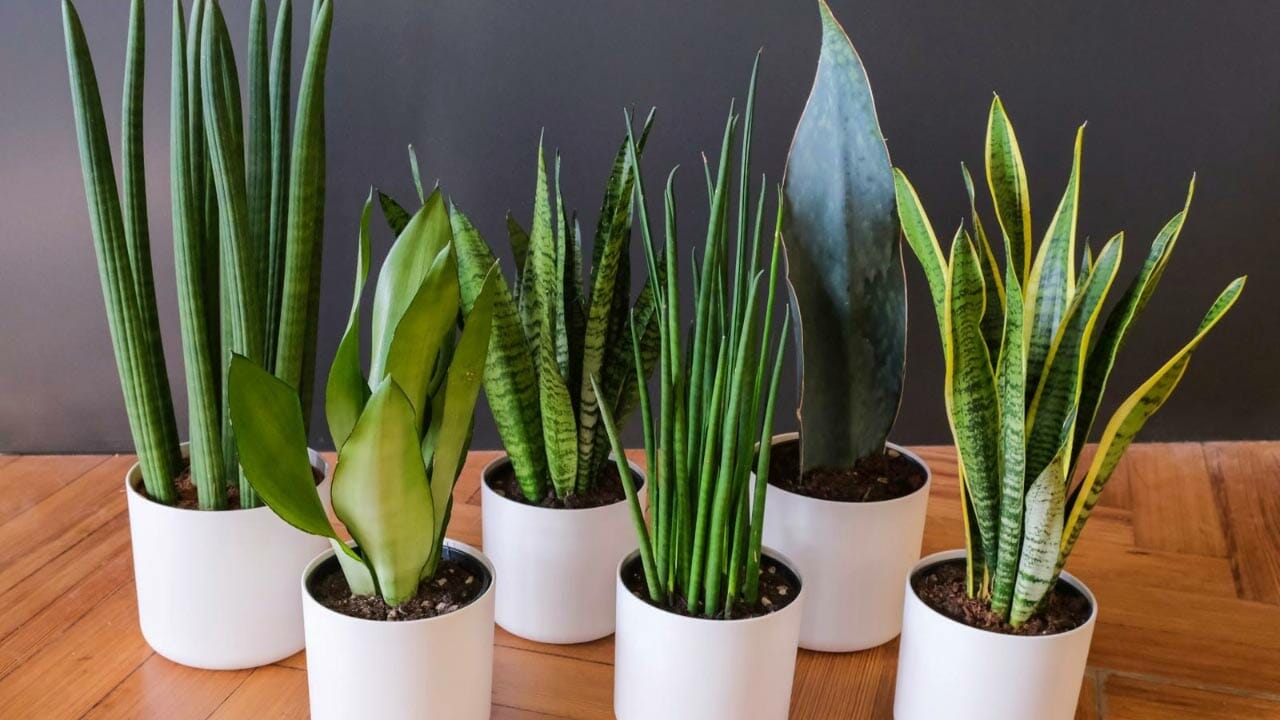 picture of snake plants