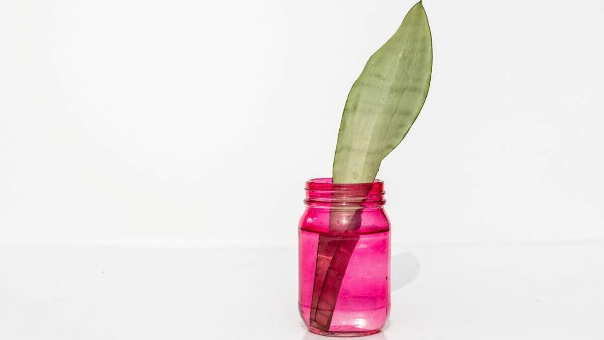 propagating a moonshine snake plant in water