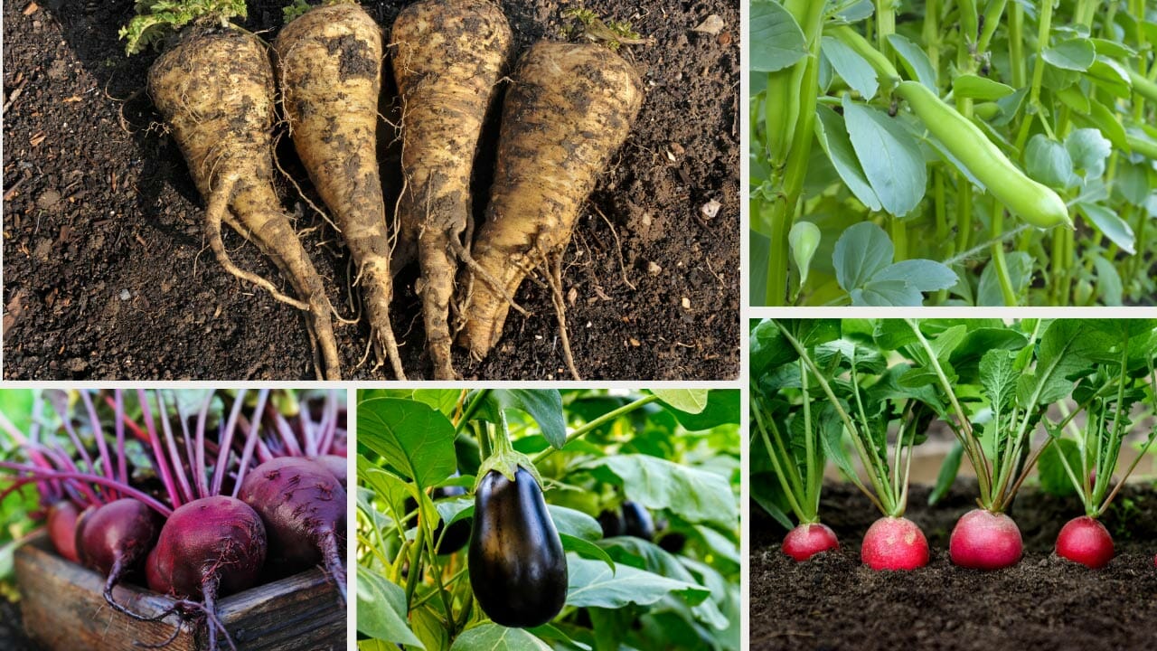vegetables that do not like peat moss