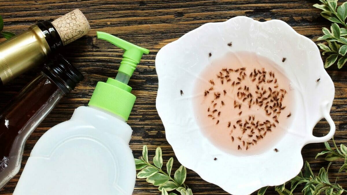  vinegar gnat trap