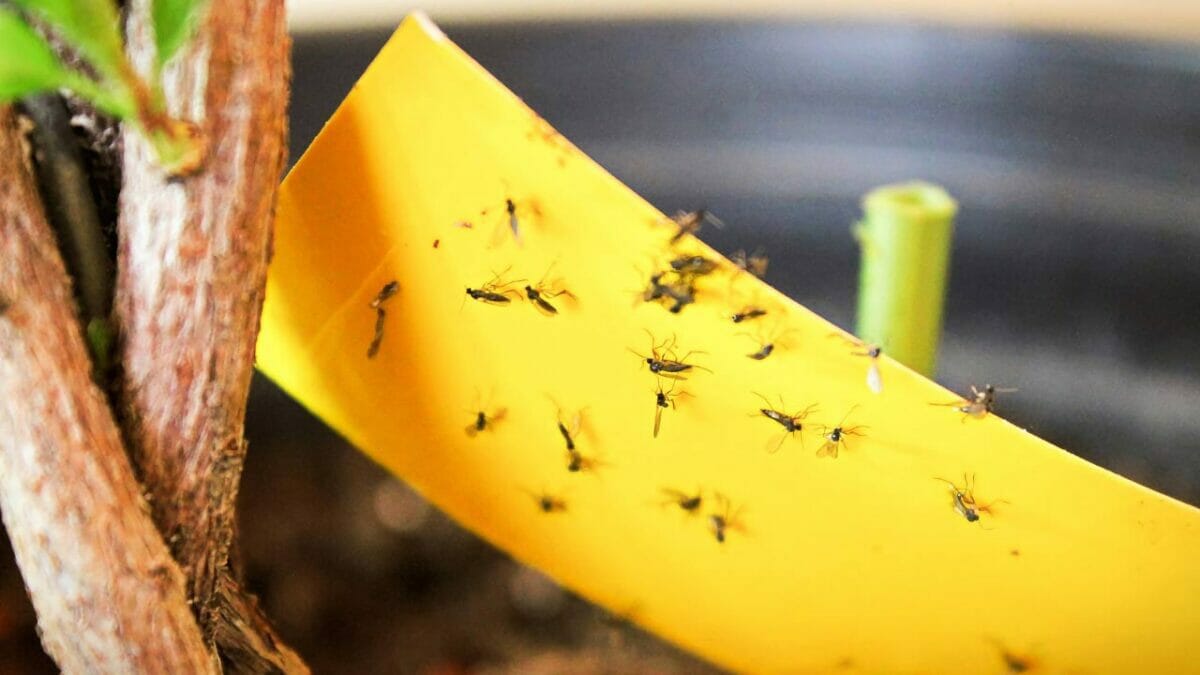 yellow fungus gnat trap
