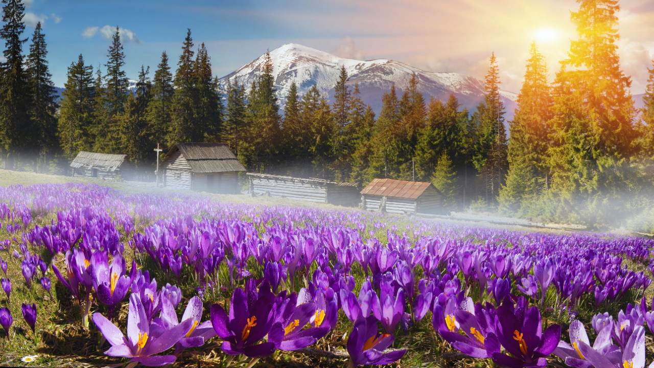 Crocuses