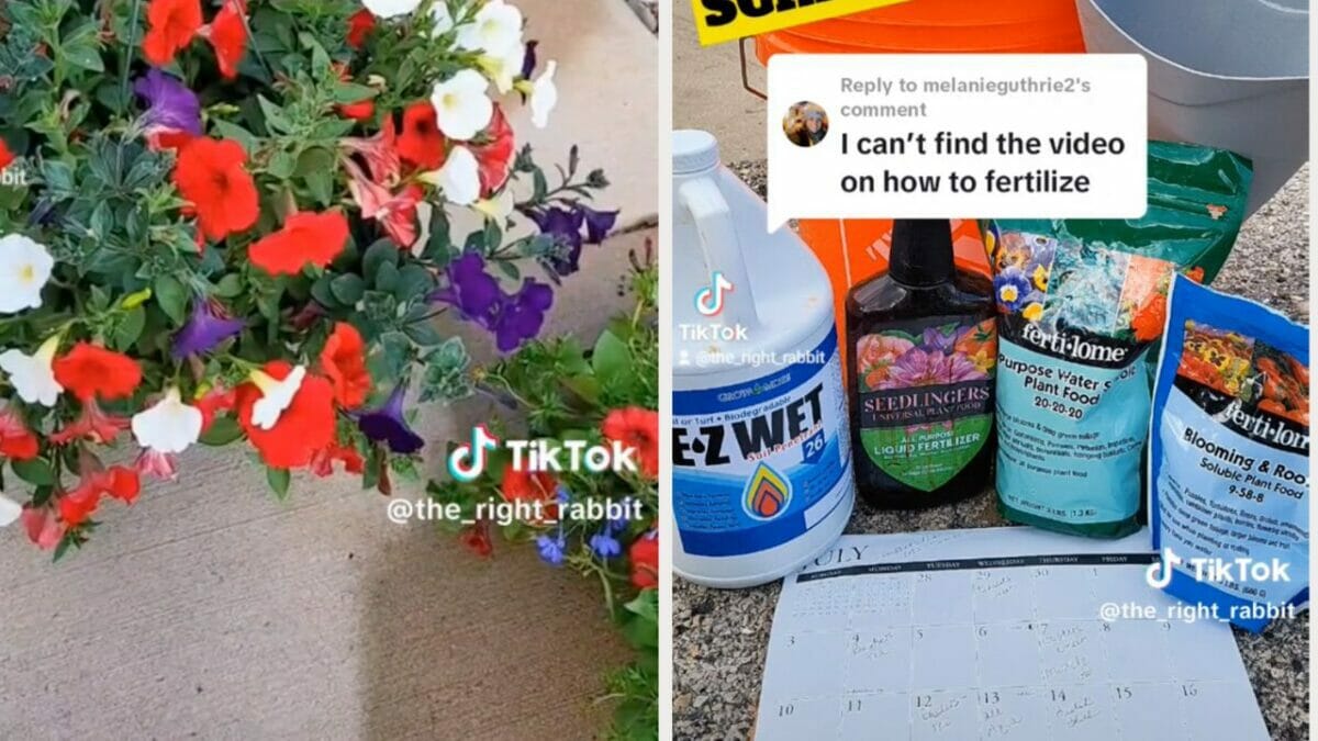 fertilizer for begonia flowers