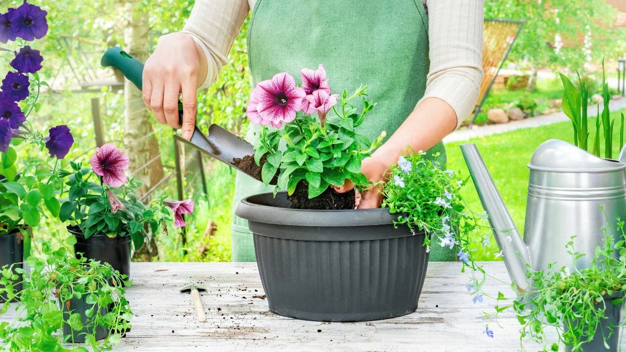 fertilizing petunia