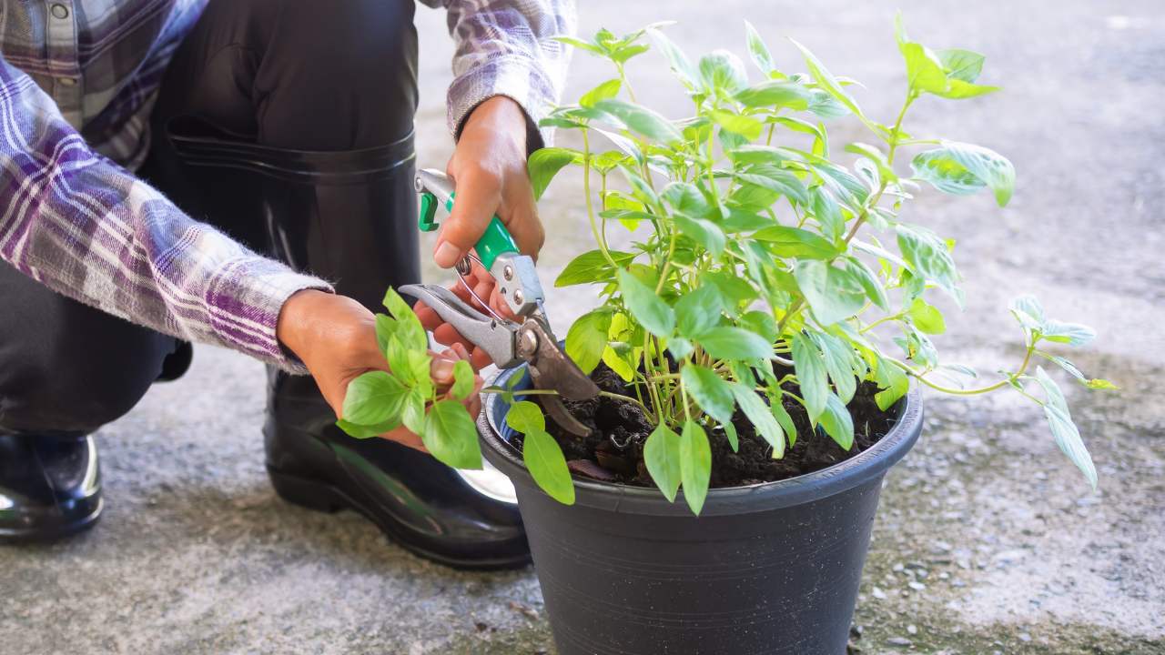 pruning basil plant