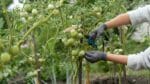 Super Simple Tomato Pruning Tips Skyrocket Your Harvest super-simple-tomato-pruning-tips-skyrocket-your-harvest