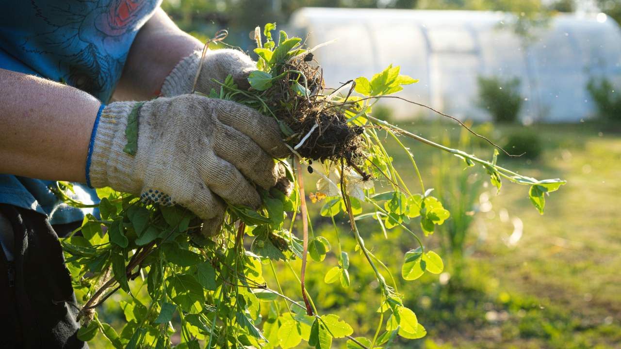 Say Goodbye to Back Pain: The Best Way to Pull Weeds Revealed - pulling weeds ss2317819063