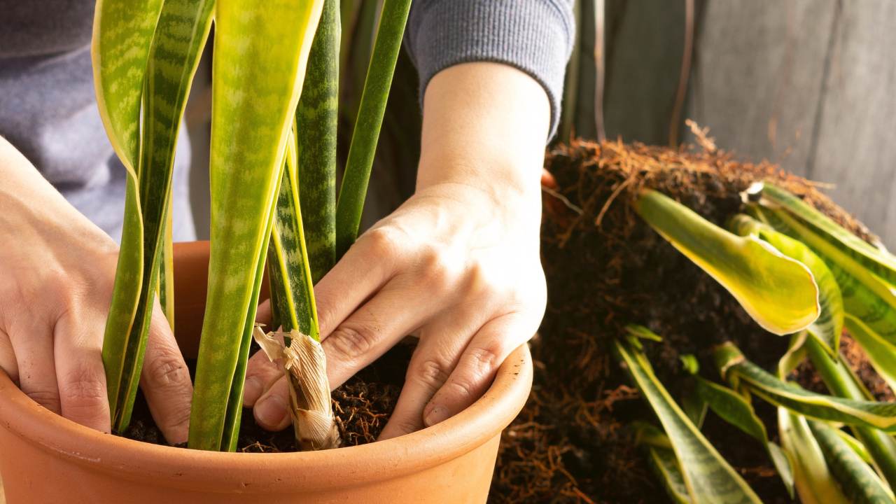 checking pot for proper snake plant drainage
