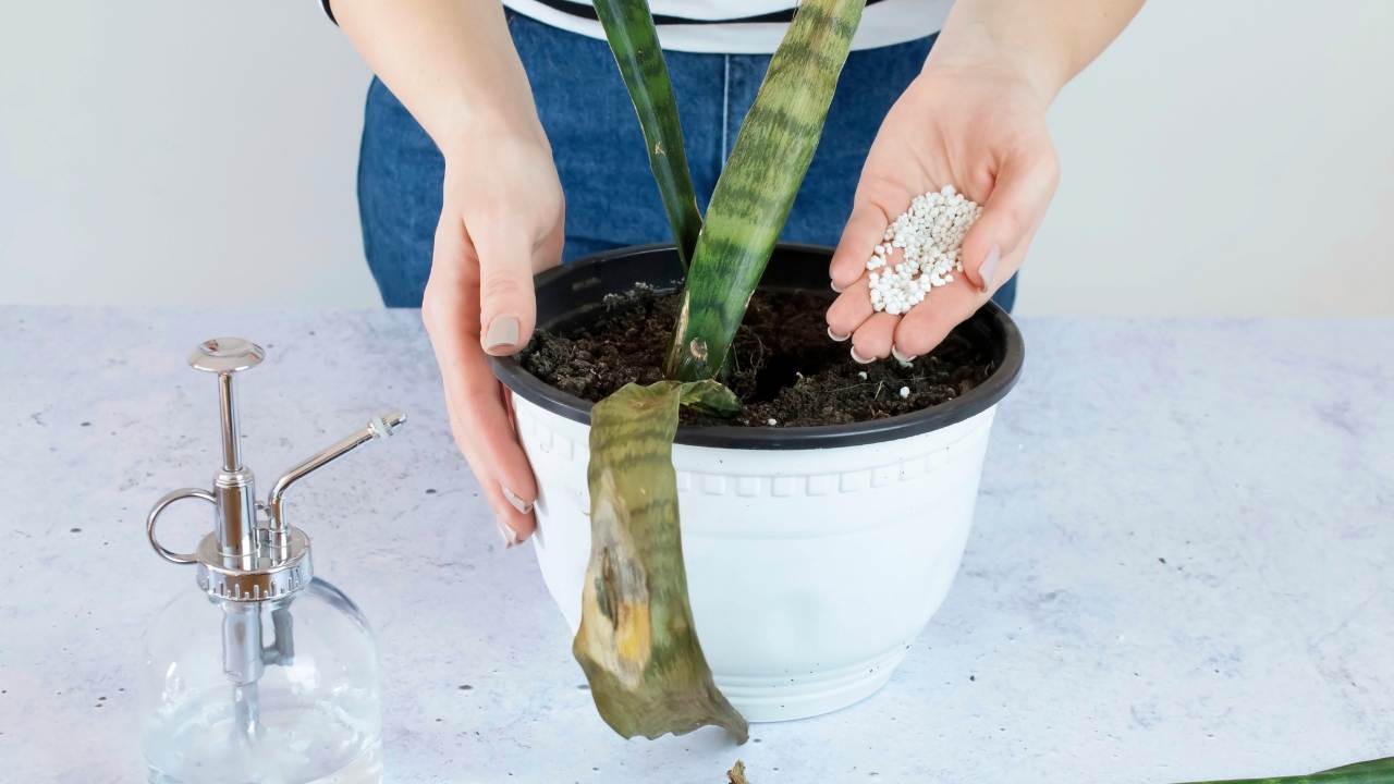 closeup snake plant dying