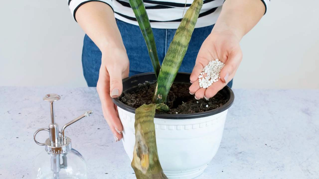 adding snake plant fertilizer to soil